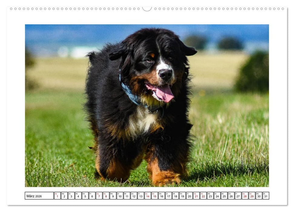 On Tour mit Labrador Yuki (CALVENDO Wandkalender 2026)