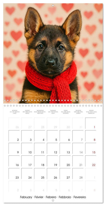 Paws and Seasons - A year with German shepherd puppies (CALVENDO Monthly Calendar 2026)