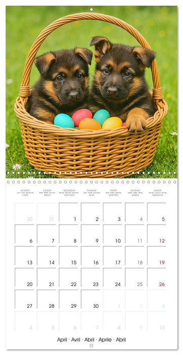 Paws and Seasons - A year with German shepherd puppies (CALVENDO Monthly Calendar 2026)