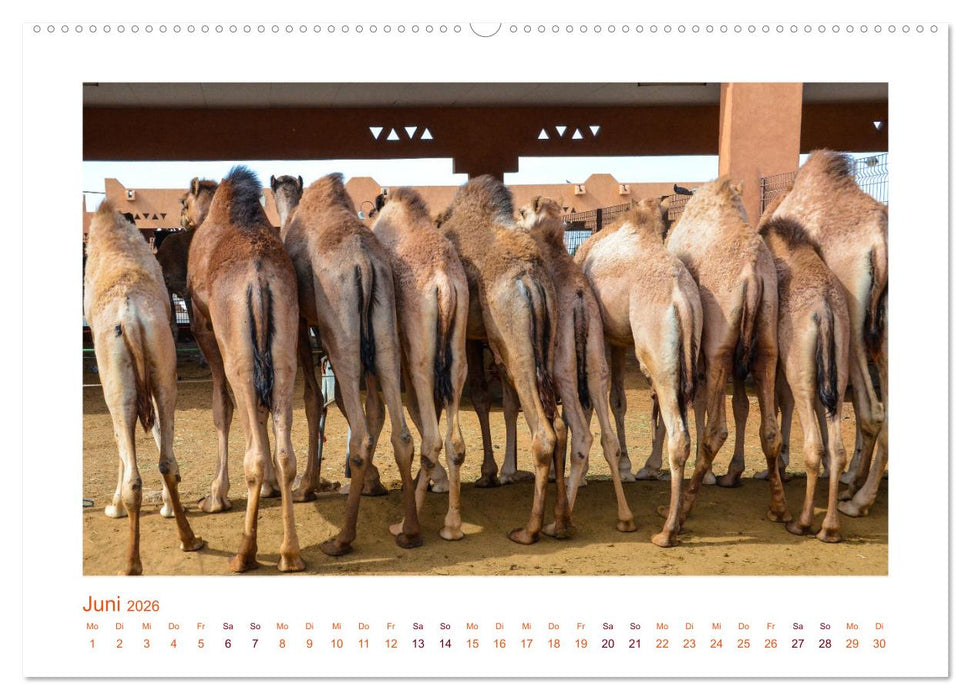 Urlaubsgefühle - mit Dromedaren unterwegs (CALVENDO Wandkalender 2026)