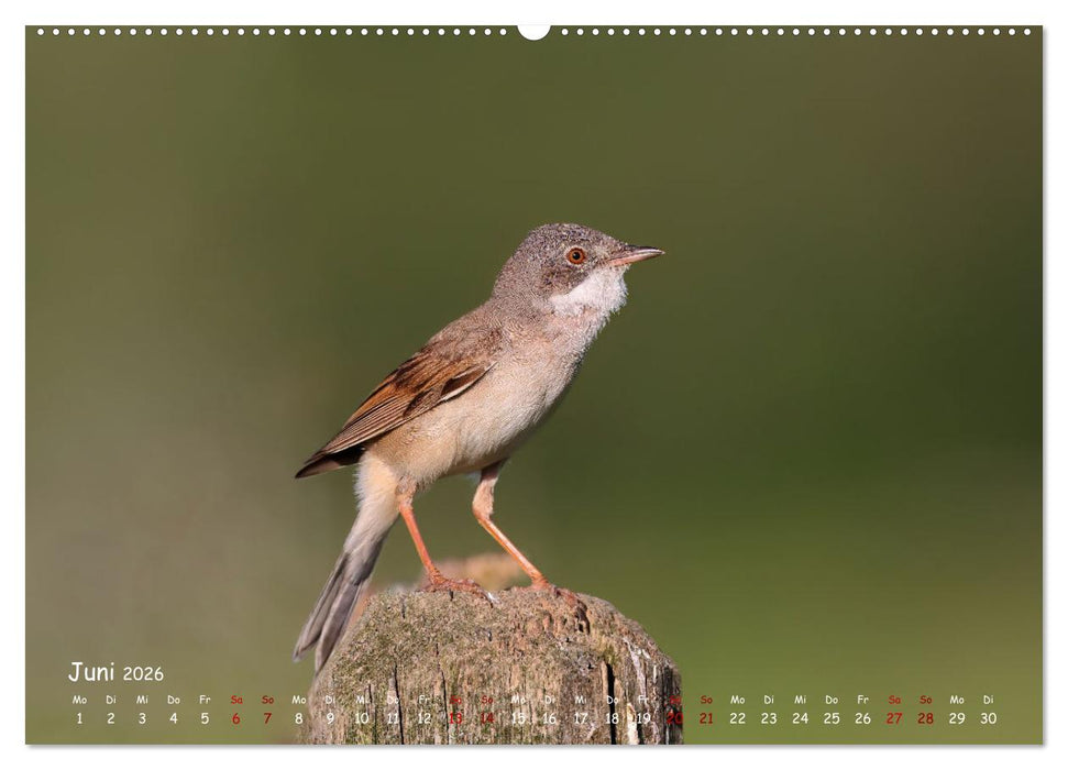 Wildvogelkalender (CALVENDO Premium Wandkalender 2026)