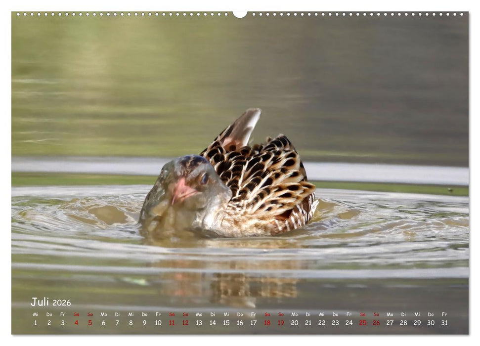 Wildvogelkalender (CALVENDO Premium Wandkalender 2026)