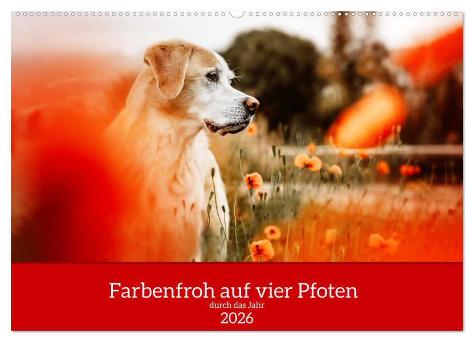 Farbenfroh auf vier Pfoten durch das neue Jahr (CALVENDO Wandkalender 2026)
