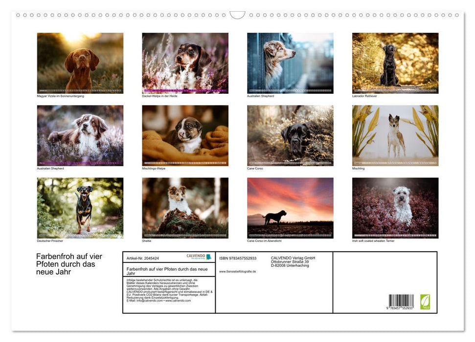 Farbenfroh auf vier Pfoten durch das neue Jahr (CALVENDO Wandkalender 2026)