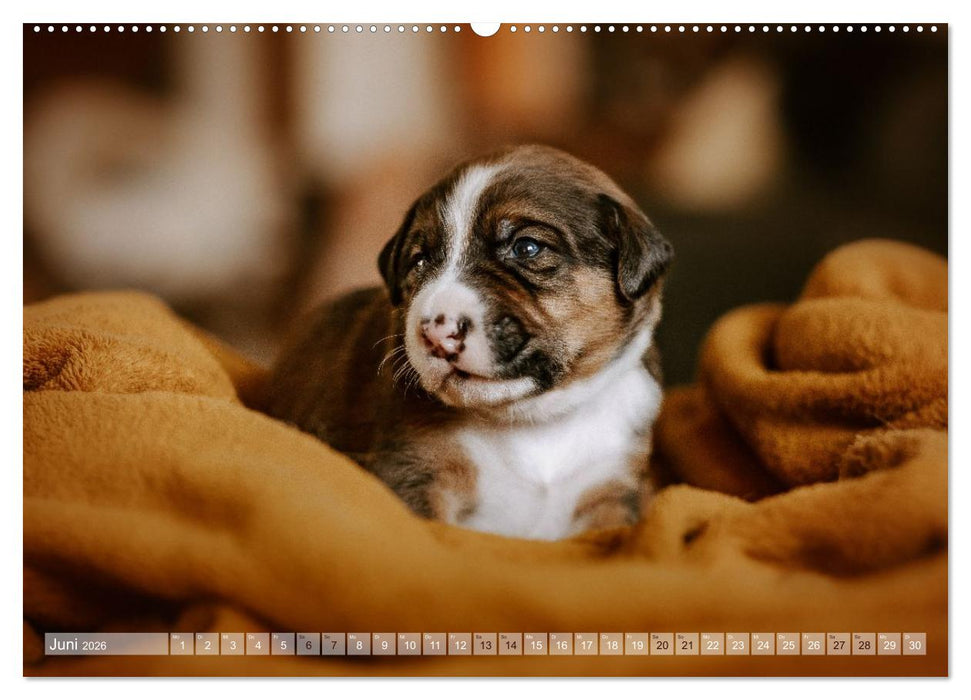 Farbenfroh auf vier Pfoten durch das neue Jahr (CALVENDO Wandkalender 2026)