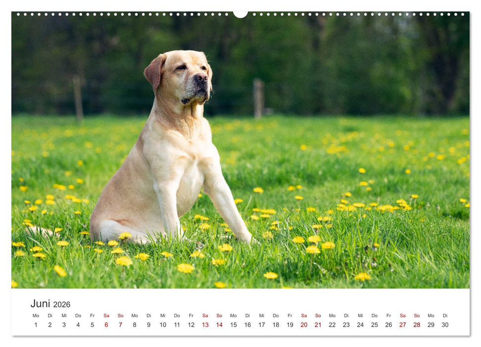 Labrador - Der Vierbeiner in Szene gesetzt. (CALVENDO Wandkalender 2026)