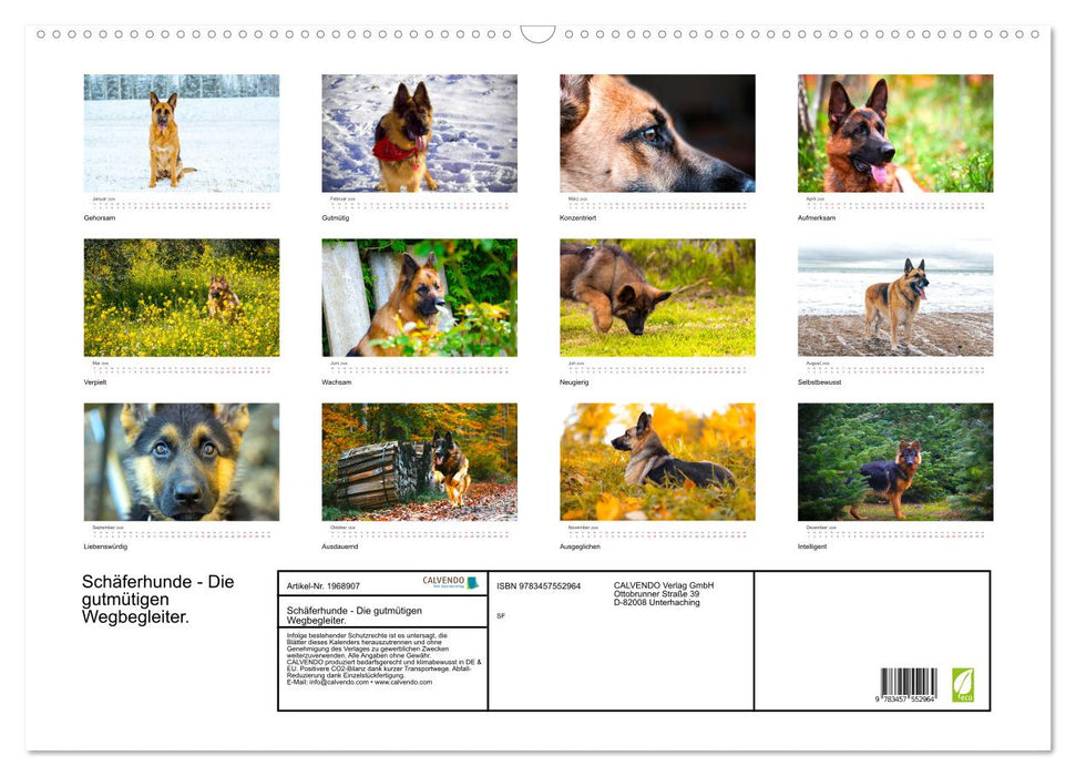 Schäferhunde - Die gutmütigen Wegbegleiter. (CALVENDO Wandkalender 2026)