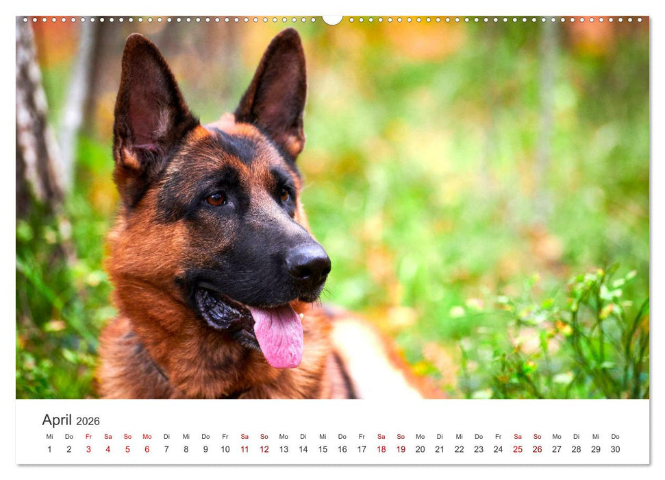 Schäferhunde - Die gutmütigen Wegbegleiter. (CALVENDO Wandkalender 2026)