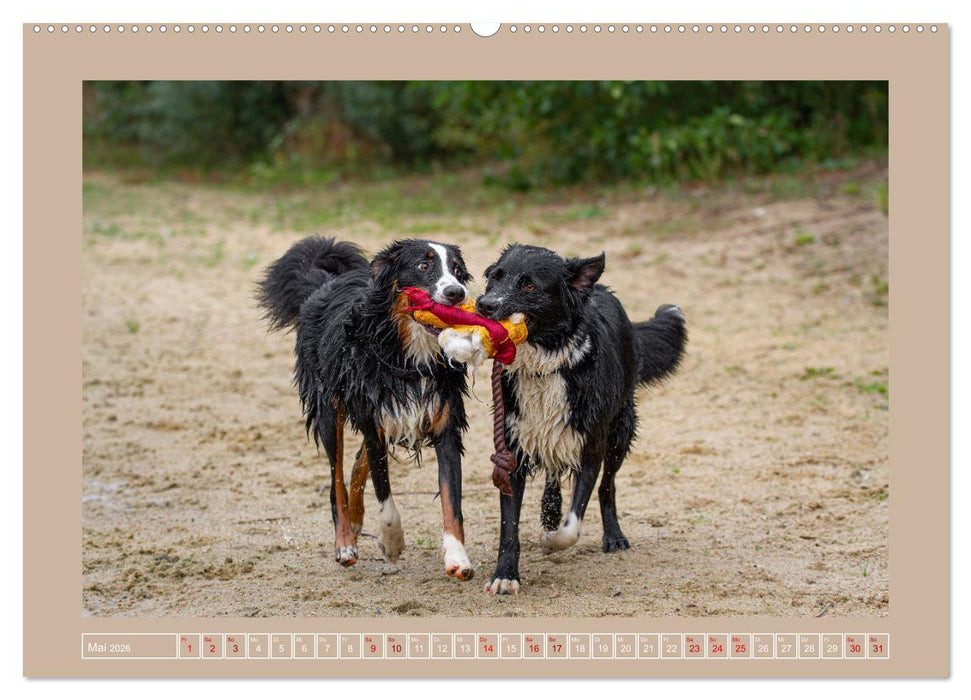 Hunde Action (CALVENDO Wandkalender 2026)