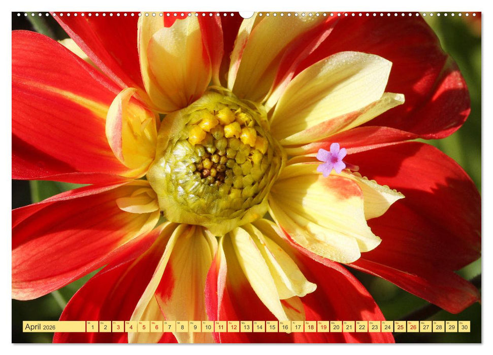 Dahlienglück (CALVENDO Wandkalender 2026)