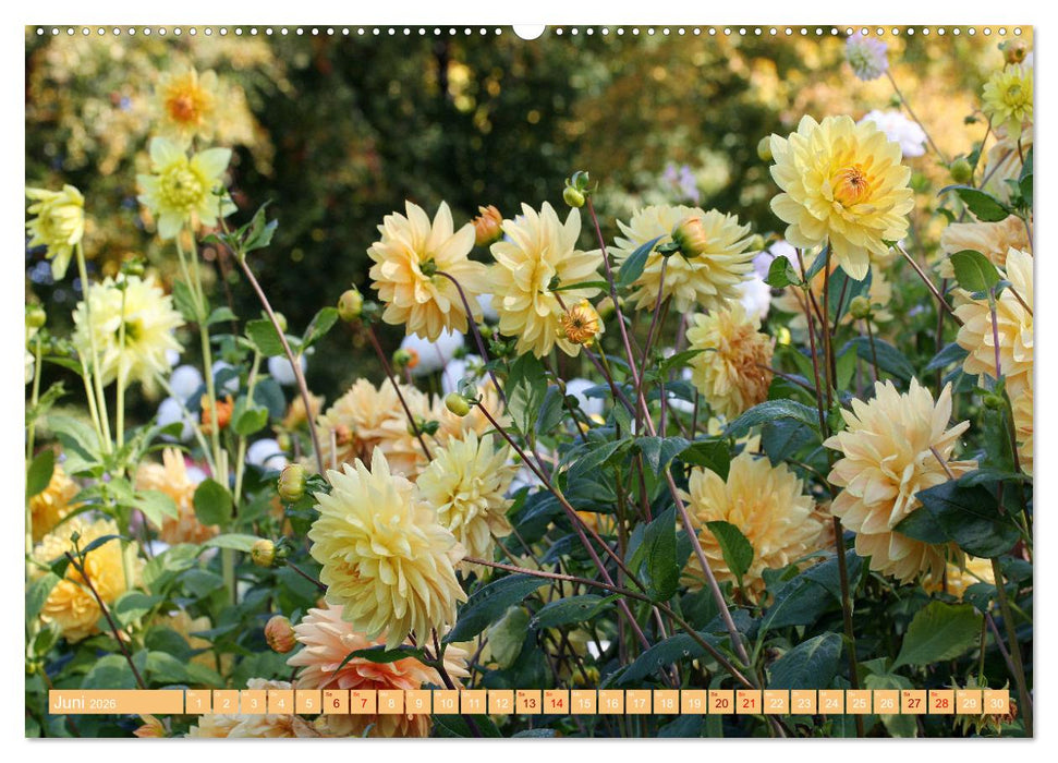 Dahlienglück (CALVENDO Wandkalender 2026)