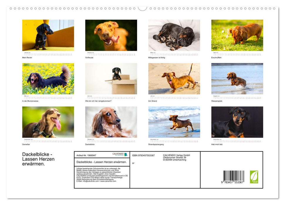 Dackelblicke - Lassen Herzen erwärmen. (CALVENDO Premium Wandkalender 2026)