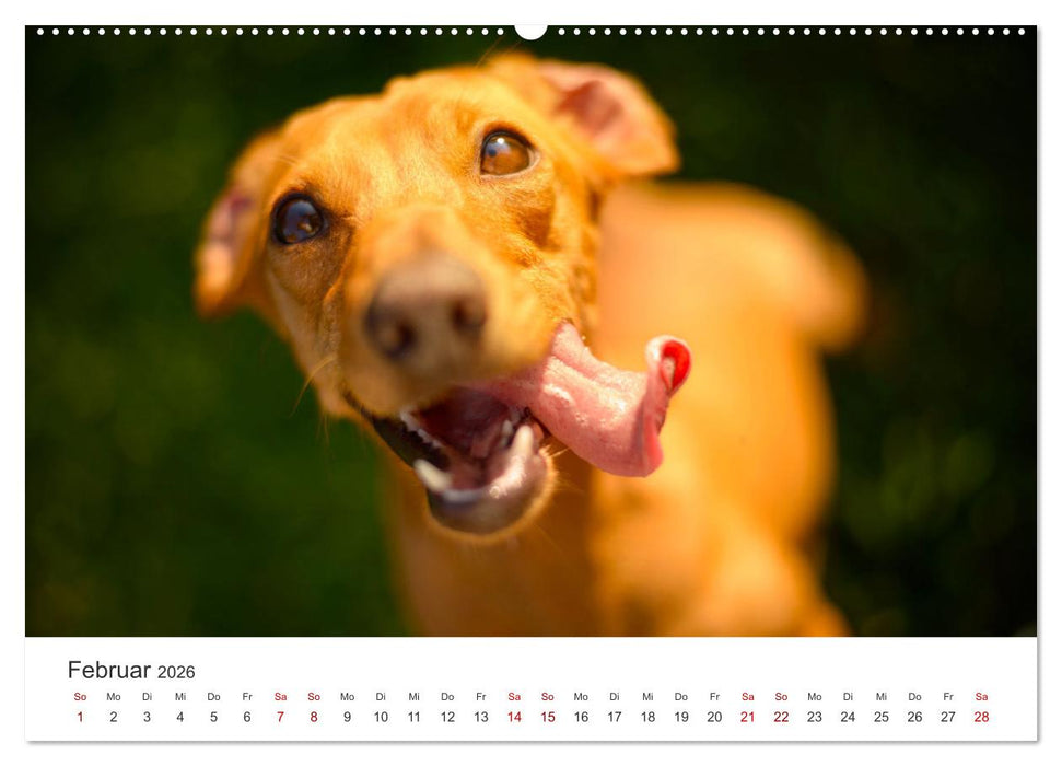 Dackelblicke - Lassen Herzen erwärmen. (CALVENDO Premium Wandkalender 2026)