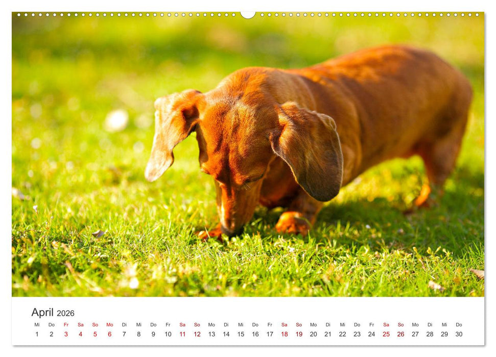 Dackelblicke - Lassen Herzen erwärmen. (CALVENDO Premium Wandkalender 2026)