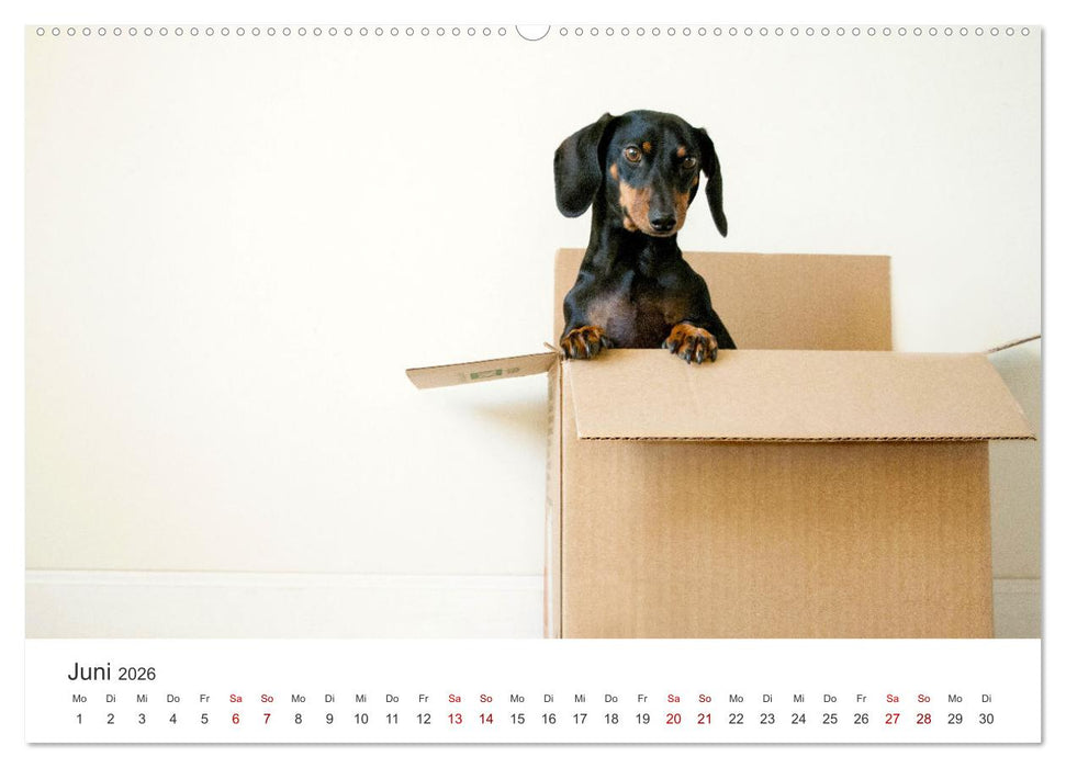 Dackelblicke - Lassen Herzen erwärmen. (CALVENDO Premium Wandkalender 2026)