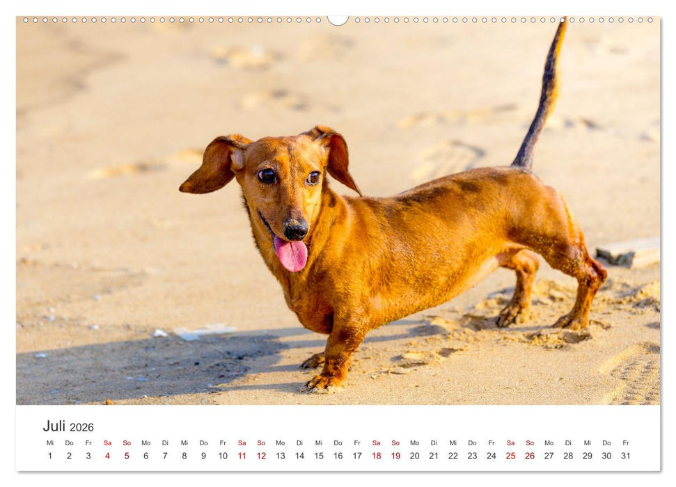 Dackelblicke - Lassen Herzen erwärmen. (CALVENDO Premium Wandkalender 2026)