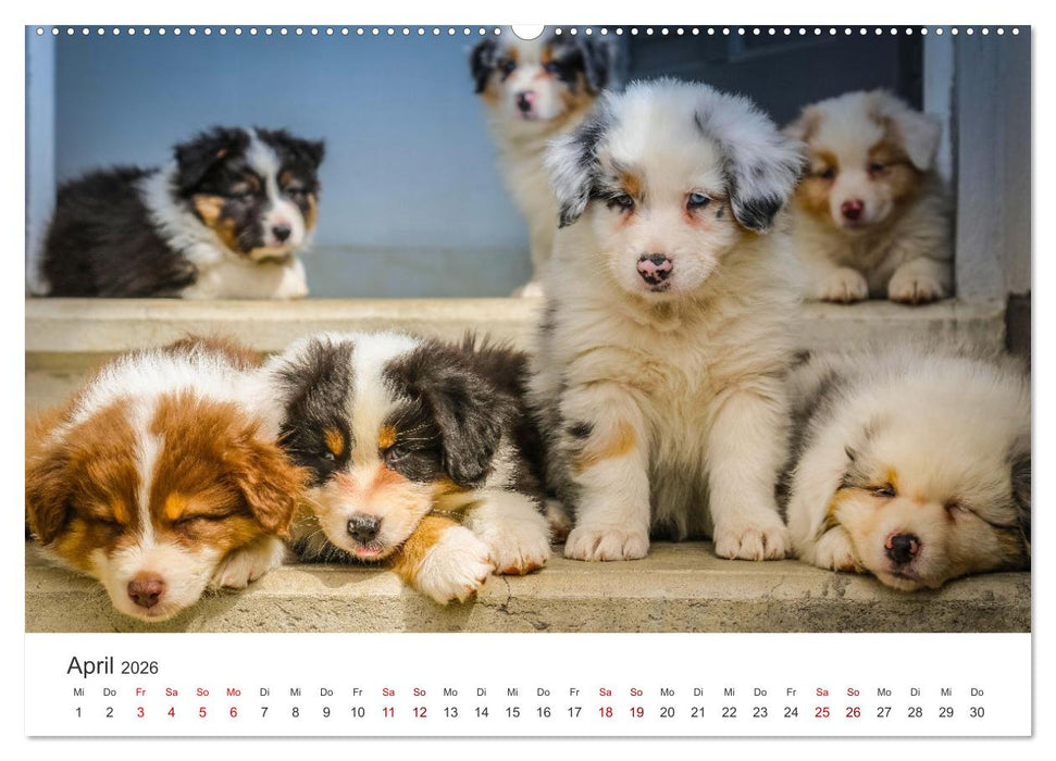 Puppies - Die niedlichsten Vierbeiner der Welt. (CALVENDO Wandkalender 2026)