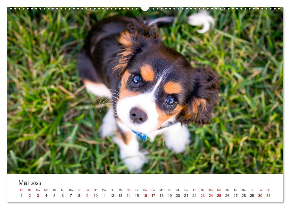 Puppies - Die niedlichsten Vierbeiner der Welt. (CALVENDO Wandkalender 2026)