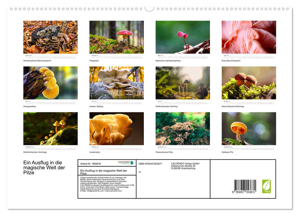 Ein Ausflug in die magische Welt der Pilze (CALVENDO Premium Wandkalender 2026)