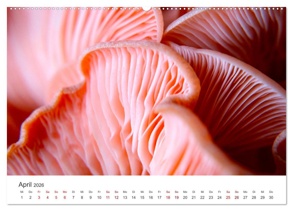 Ein Ausflug in die magische Welt der Pilze (CALVENDO Premium Wandkalender 2026)