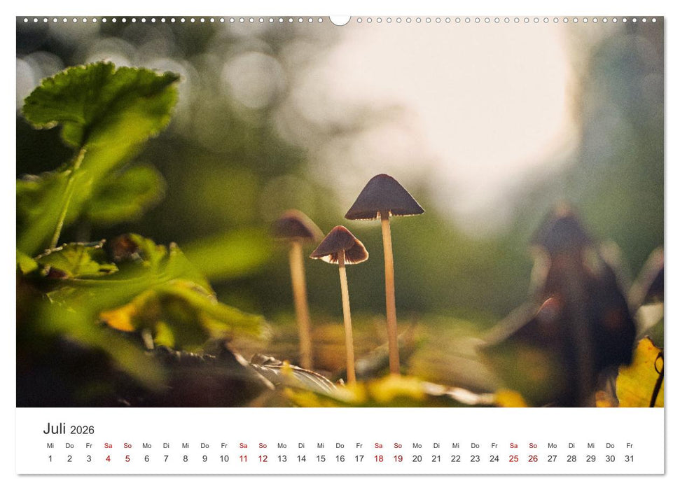 Ein Ausflug in die magische Welt der Pilze (CALVENDO Premium Wandkalender 2026)