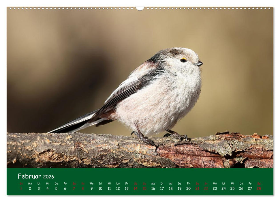 Der Birder (CALVENDO Wandkalender 2026)