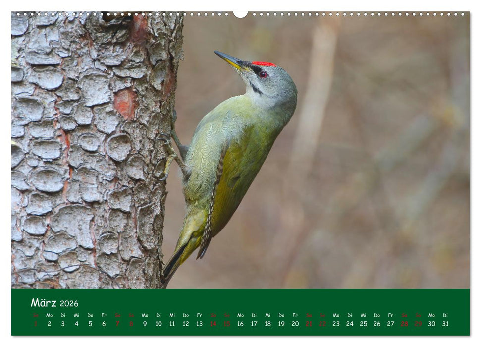 Der Birder (CALVENDO Wandkalender 2026)