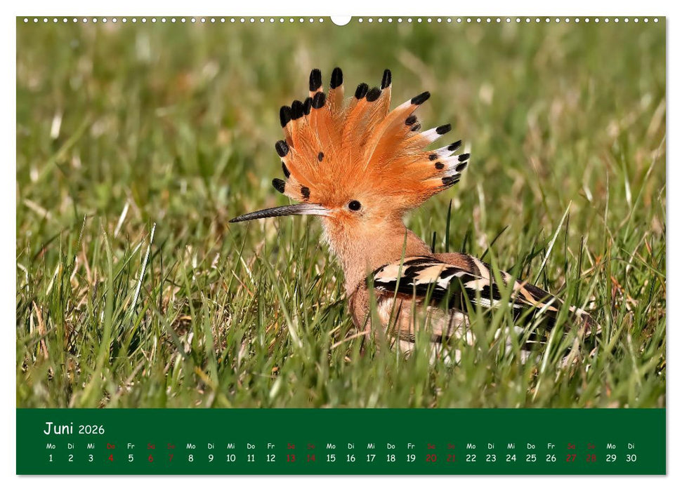 Der Birder (CALVENDO Wandkalender 2026)