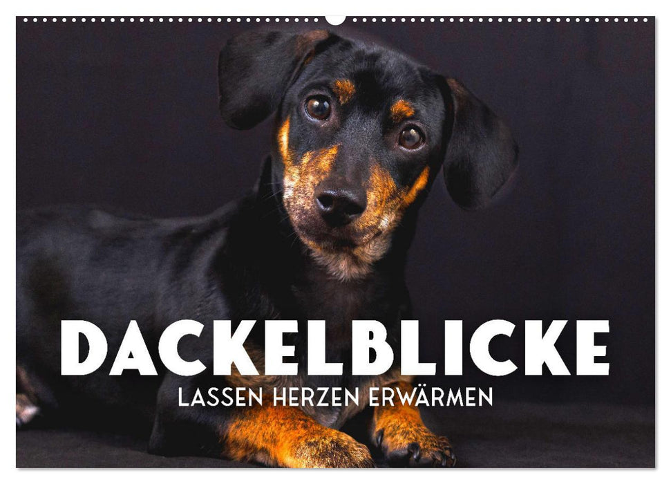 Dackelblicke - Lassen Herzen erwärmen. (CALVENDO Wandkalender 2026)