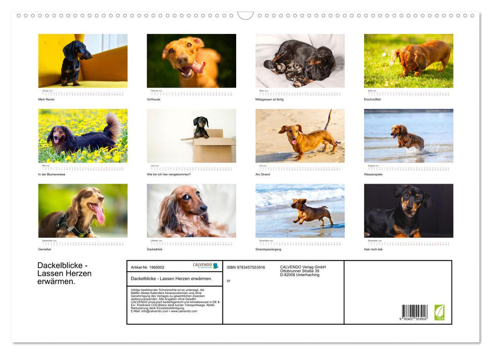 Dackelblicke - Lassen Herzen erwärmen. (CALVENDO Wandkalender 2026)