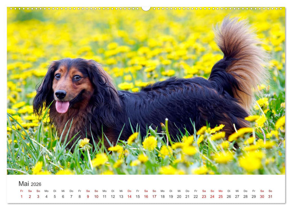 Dackelblicke - Lassen Herzen erwärmen. (CALVENDO Wandkalender 2026)