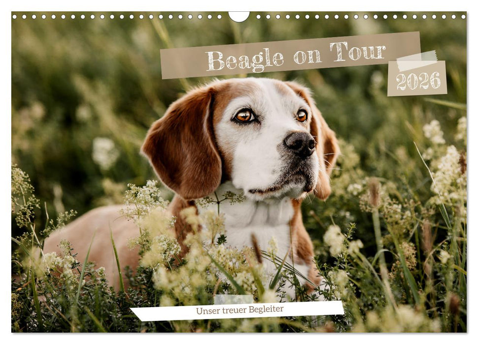 Beagle - Unser treuer Begleiter (CALVENDO Wandkalender 2026)