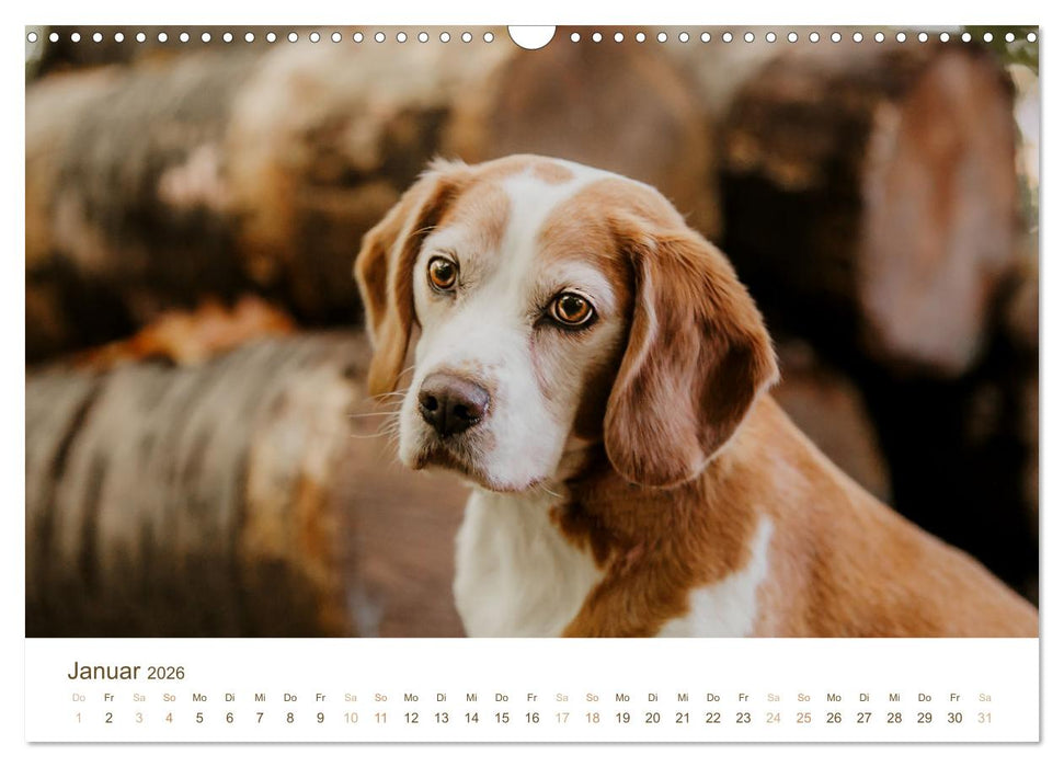 Beagle - Unser treuer Begleiter (CALVENDO Wandkalender 2026)