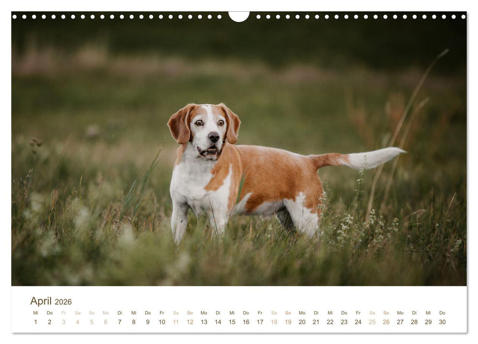 Beagle - Unser treuer Begleiter (CALVENDO Wandkalender 2026)