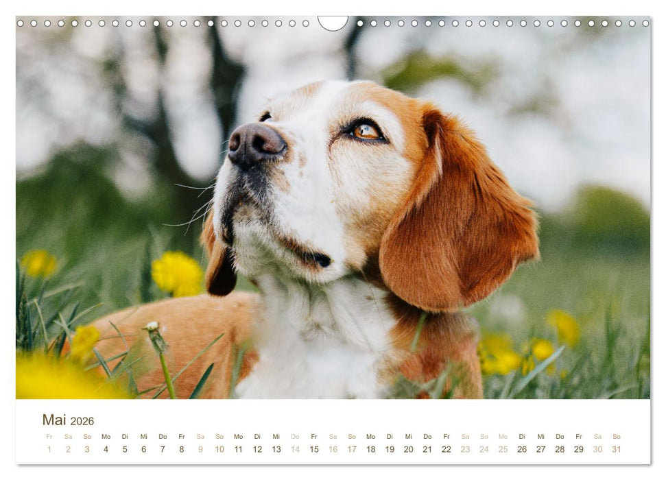Beagle - Unser treuer Begleiter (CALVENDO Wandkalender 2026)