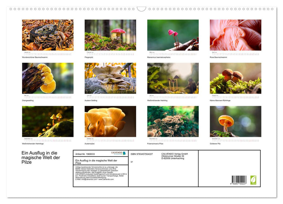 Ein Ausflug in die magische Welt der Pilze (CALVENDO Wandkalender 2026)