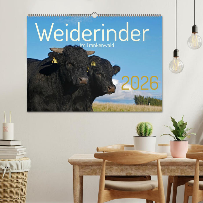 Weiderinder im Frankenwald (CALVENDO Wandkalender 2026)