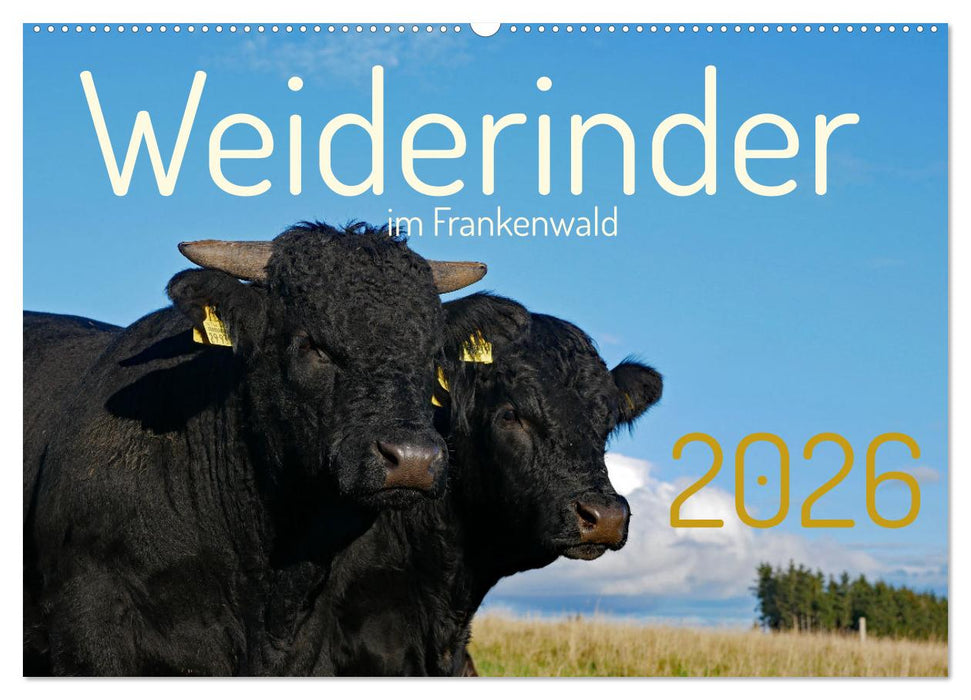 Weiderinder im Frankenwald (CALVENDO Wandkalender 2026)