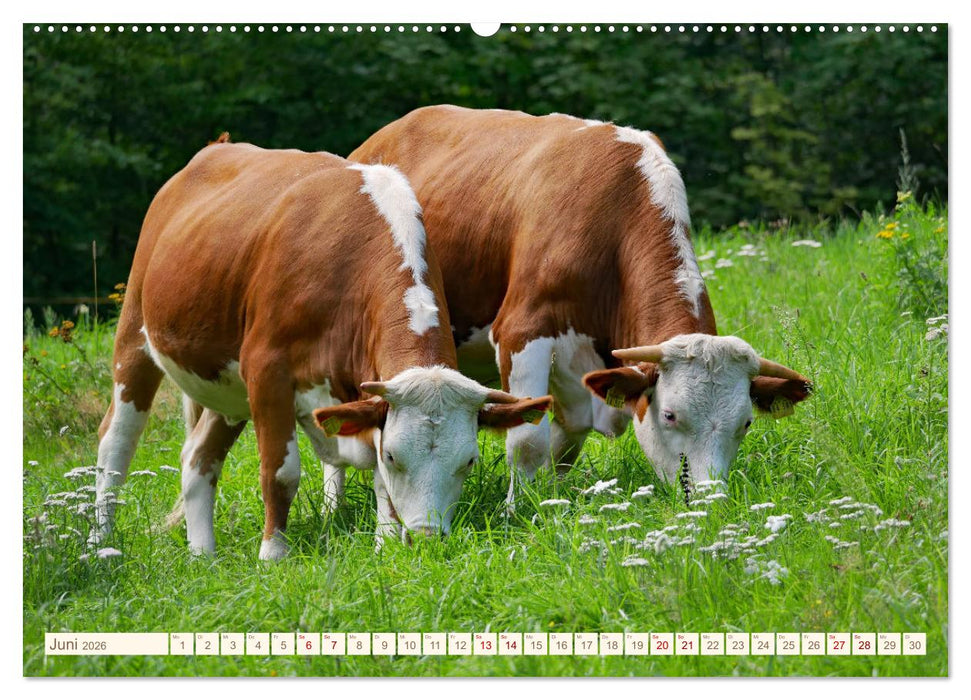 Weiderinder im Frankenwald (CALVENDO Wandkalender 2026)