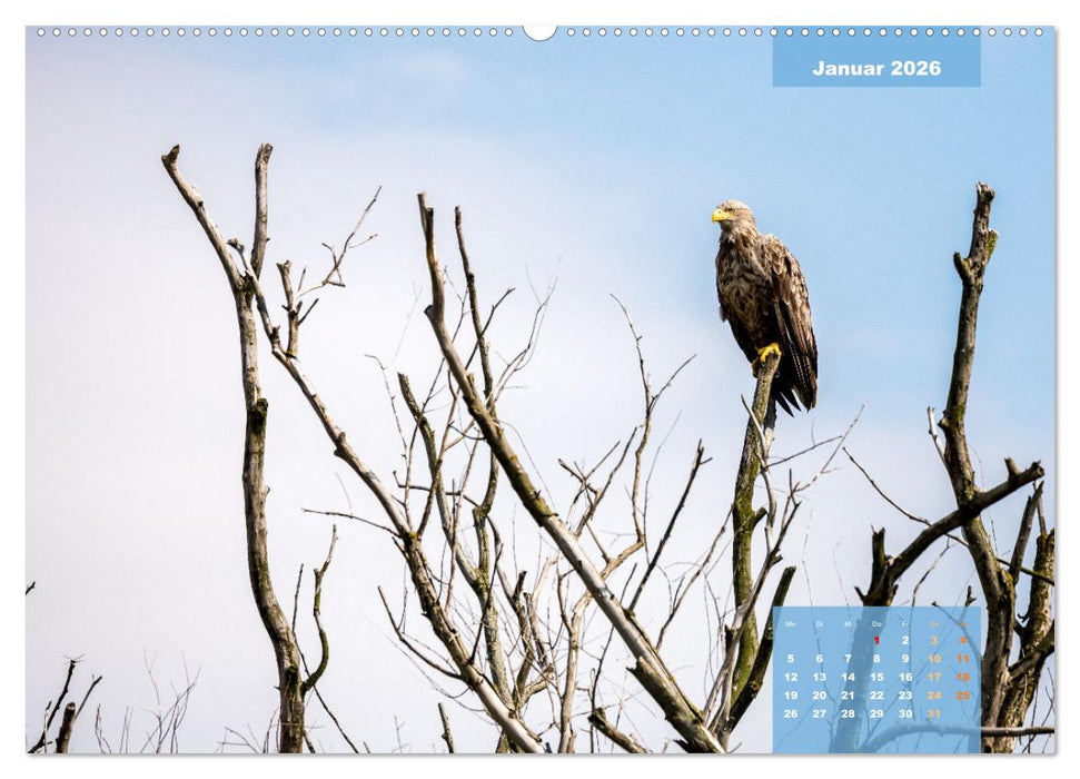 Wildes Donaudelta (CALVENDO Wandkalender 2026)