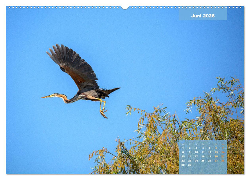 Wildes Donaudelta (CALVENDO Wandkalender 2026)