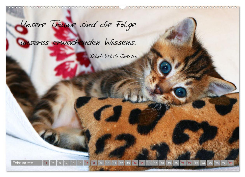 Katzenkinder - zauberhafte Wesen (CALVENDO Wandkalender 2026)