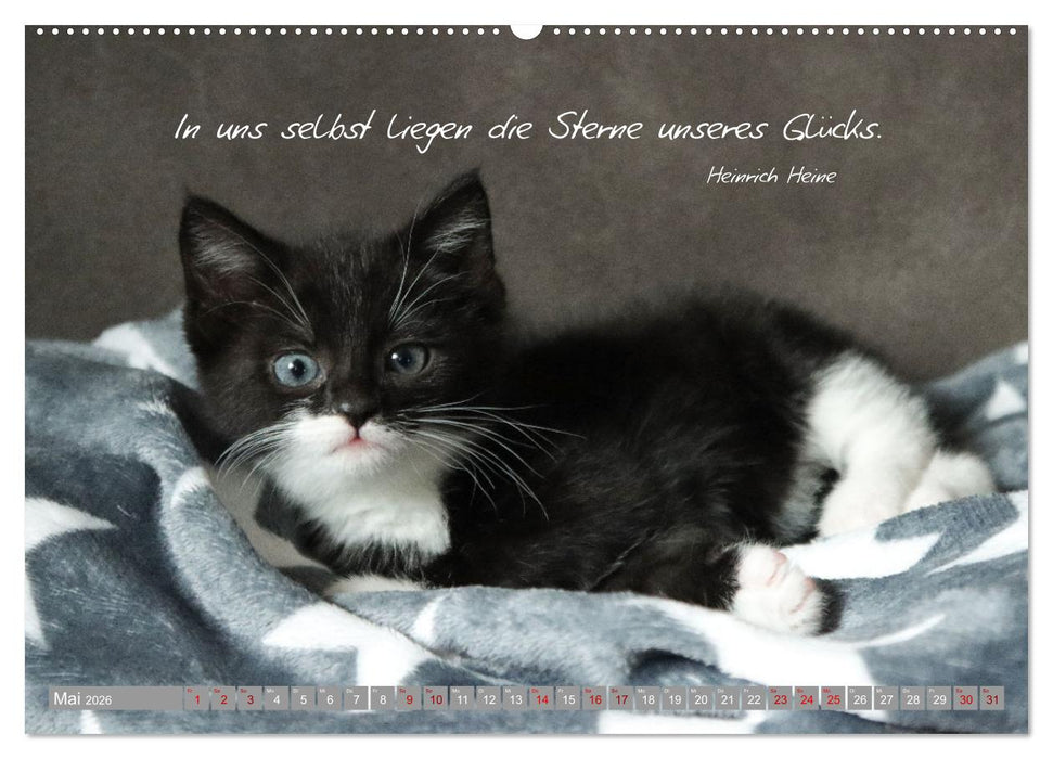 Katzenkinder - zauberhafte Wesen (CALVENDO Wandkalender 2026)