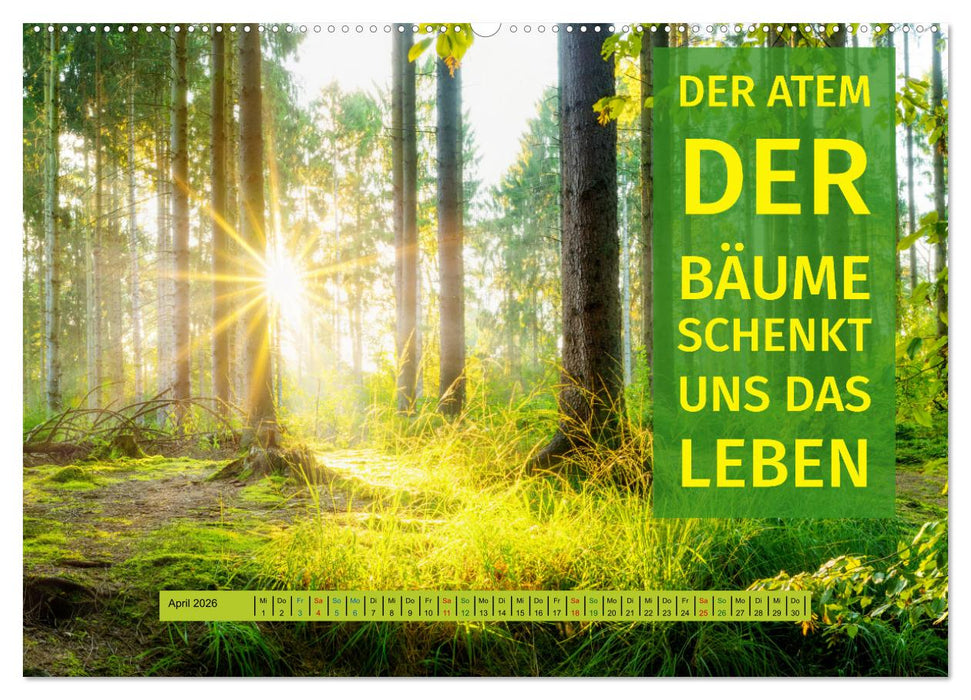 WALD Erholung pur (CALVENDO Wandkalender 2026)