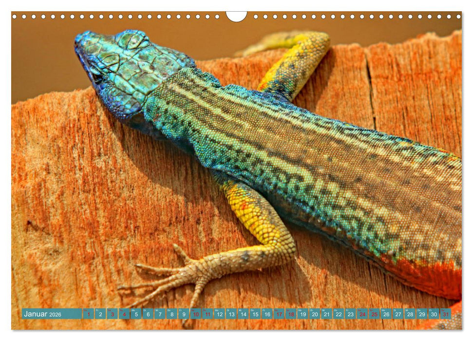 Bunt durch die Welt (CALVENDO Wandkalender 2026)