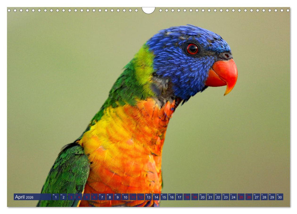 Bunt durch die Welt (CALVENDO Wandkalender 2026)