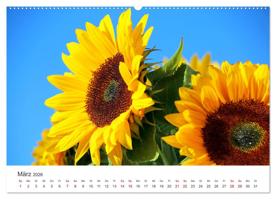Sonnenblumen - Erstrahlen im freundlichen Gelb. (CALVENDO Premium Wandkalender 2026)