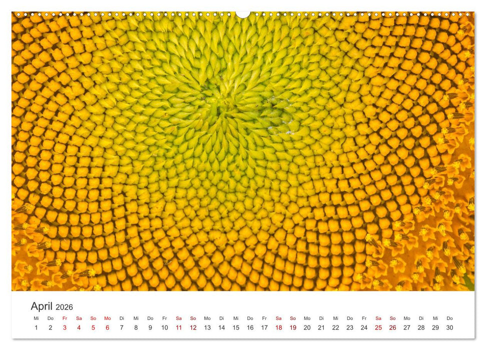 Sonnenblumen - Erstrahlen im freundlichen Gelb. (CALVENDO Premium Wandkalender 2026)