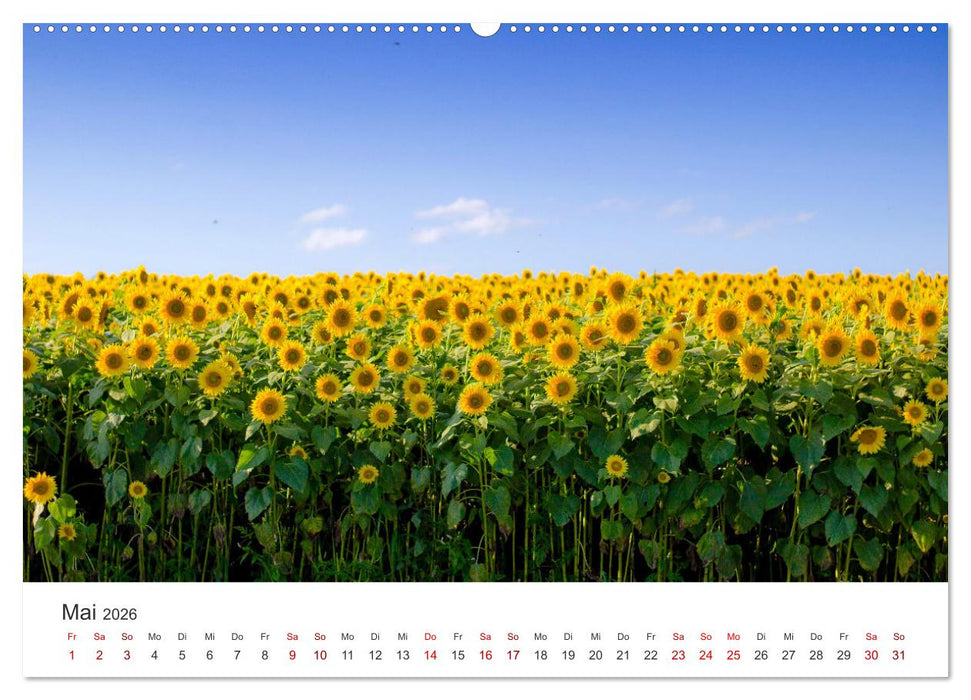 Sonnenblumen - Erstrahlen im freundlichen Gelb. (CALVENDO Premium Wandkalender 2026)