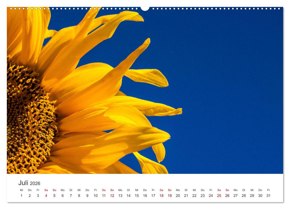 Sonnenblumen - Erstrahlen im freundlichen Gelb. (CALVENDO Premium Wandkalender 2026)